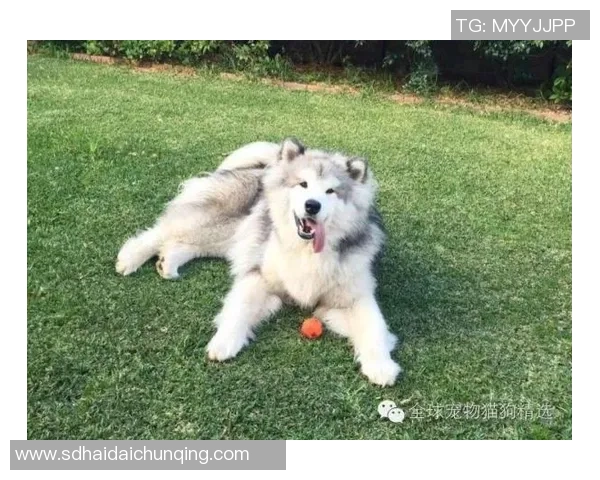 南墨尔本与阿拉门激战正酣谁能在这场对决中笑到最后 南墨尔本与阿拉门激战正酣谁能在这场对决中笑到最后