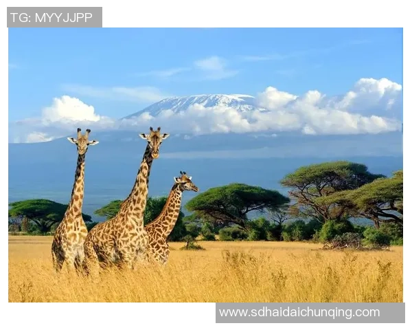 坦桑尼亚与肯尼亚的足球对决分析与展望