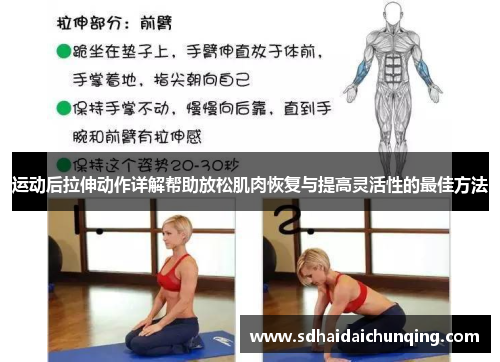 运动后拉伸动作详解帮助放松肌肉恢复与提高灵活性的最佳方法